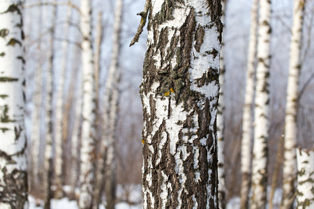 White bark on a birch tree as background .の写真素材