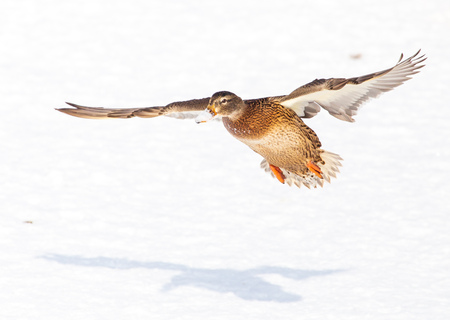 Duck in flight over white snow in winter .の写真素材