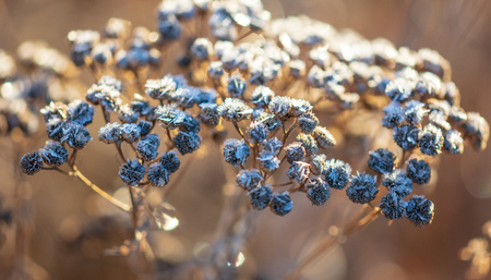 Dry grass in the morning at sunrise .の写真素材