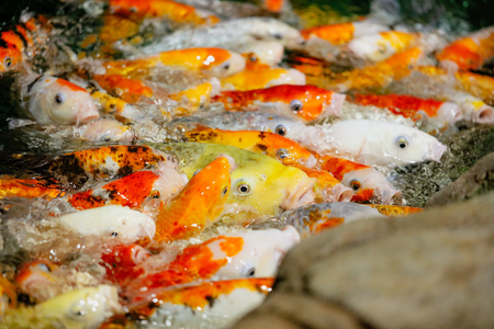 Multicolored fish carp on the water surface .の写真素材