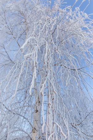 Frozen branches on a tree against a blue sky .の写真素材