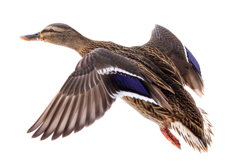 Duck in flight isolated on white background .の写真素材