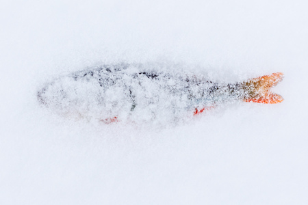 Fish perch lies in the snow in winter .の写真素材