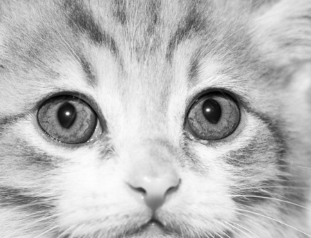Portrait of a little kitten. Macroの写真素材
