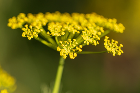 Small yellow flowers on the dill in the garden .