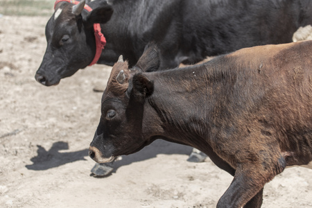Herd of cows go on the ground in nature .