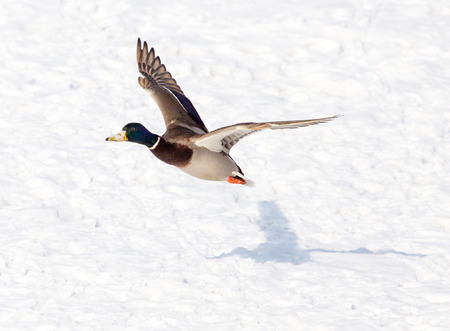 Duck in flight over white snow in winter .の写真素材