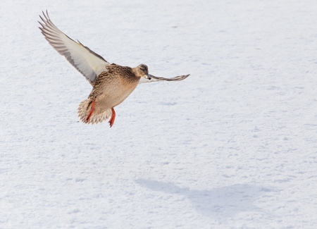 Duck in flight over white snow in winter .の写真素材