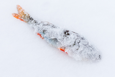 Fish perch lies in the snow in winter .の写真素材