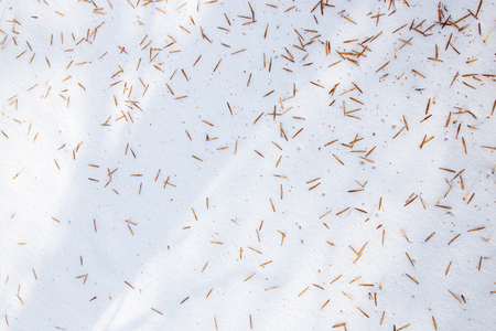 Seeds from a tree on white snow as a background .の写真素材