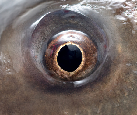 The eye of a carp fish as a background. Macroの写真素材
