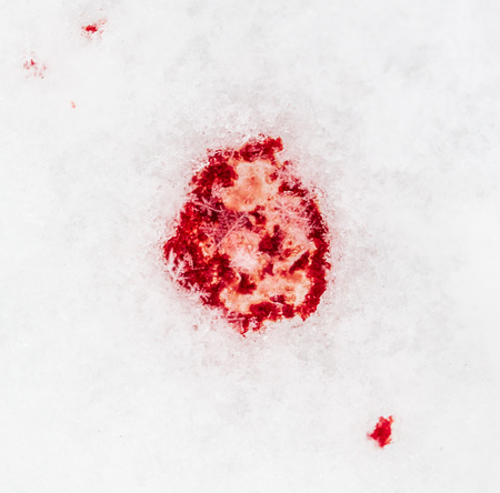Red blood on white snow as a background.の写真素材