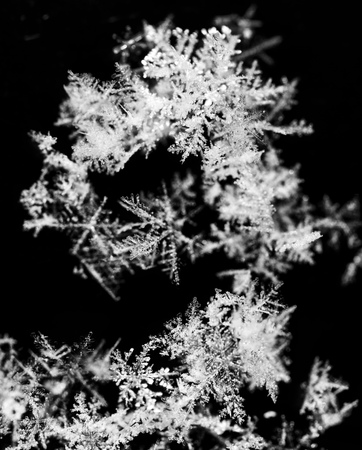 White snowflakes on a white background. Macroの写真素材