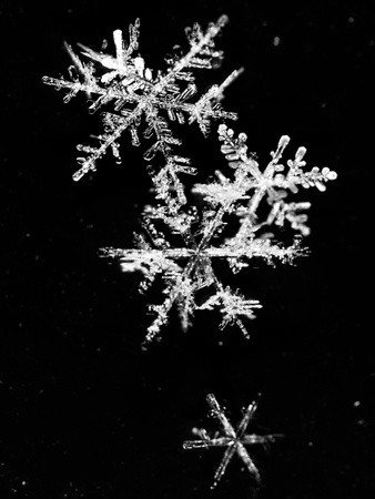 White snowflakes on a white background. Macro