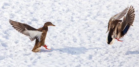 Duck in flight over white snow in winter .