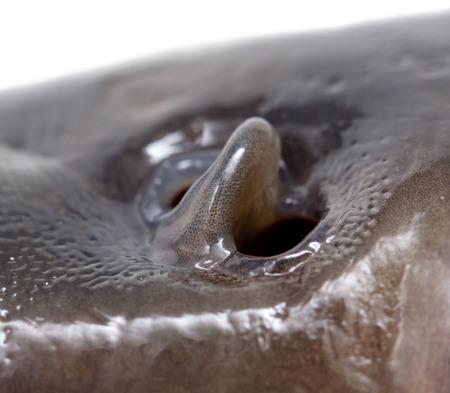 Fish carp nose as background. Macro