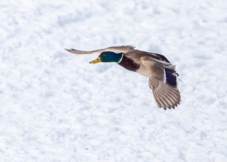 Duck in flight over white snow in winter .の写真素材