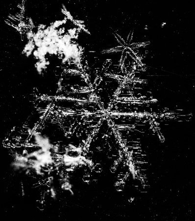 White snowflakes on a white background. Macroの写真素材