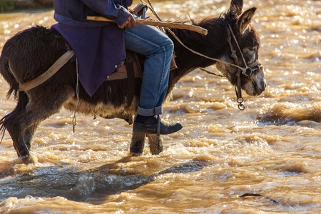 The man on the donkey crossing the river .の写真素材
