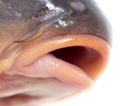 Lips of fish carp on a white background. Macroの写真素材