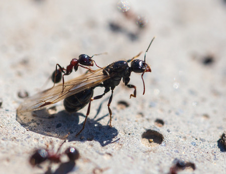 Ant with wings on the ground .の写真素材