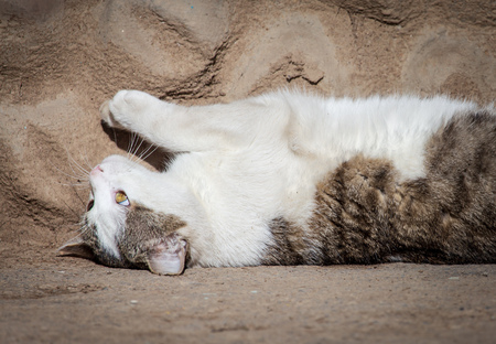 The cat is basking in the sun .の写真素材