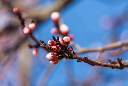 Red flowers on apricot branches in spring .の写真素材
