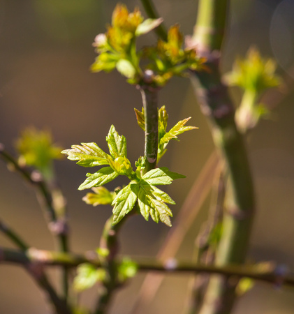 Young green leaves on a tree in spring .の写真素材