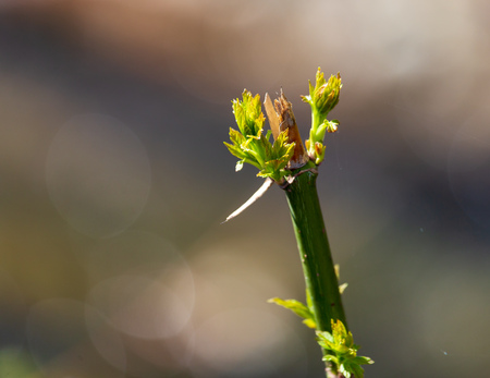 Young green leaves on a tree in spring .の写真素材