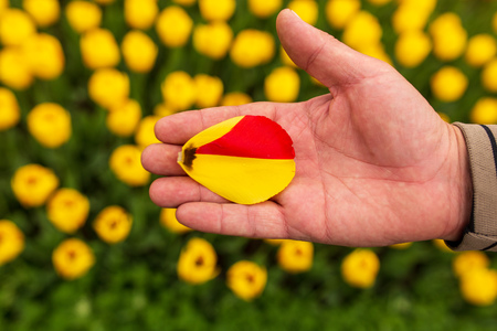 Tulip petal in hand in nature .の写真素材