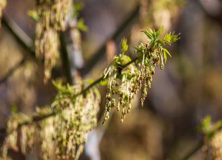 Blooming on maple branches in spring .