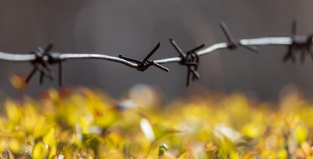 Barbed wire on nature as a background.