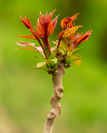 Young red leaves on the branches of a tree in nature .の写真素材