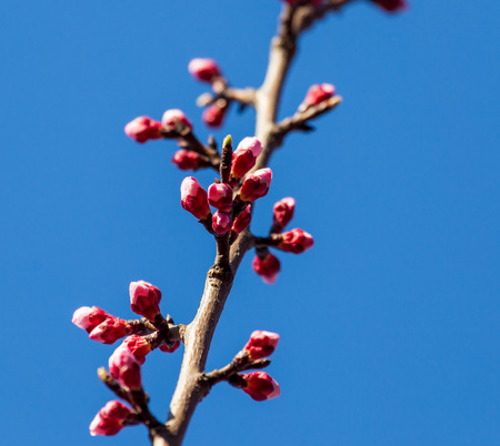 Red flowers on apricot branches in spring .の写真素材