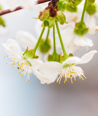 Flowers on the branches of cherry in spring .の写真素材