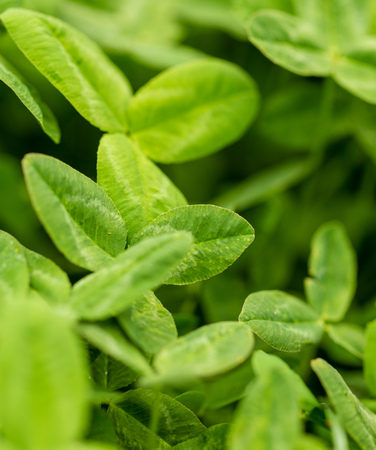 Green clover leaves on the nature as background .の写真素材