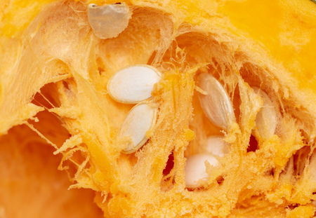 Orange pulp with seeds in a pumpkin as background .の写真素材