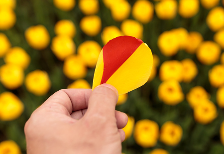 Tulip petal in hand in nature .の写真素材
