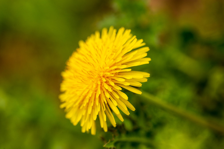 Yellow dandelion flowers in the park .の写真素材