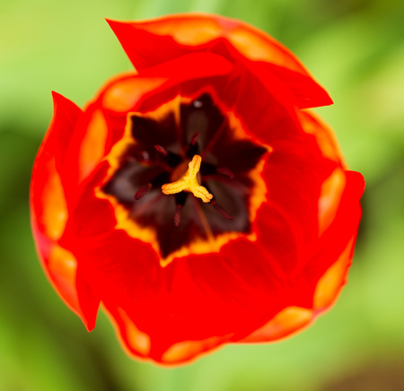 Red tulips in the park as background .の写真素材