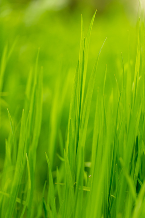Green grass on nature as background .の写真素材