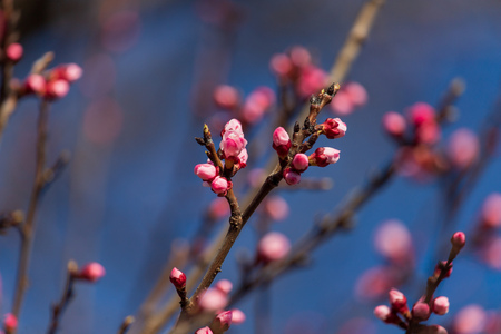 Red flowers on apricot branches in spring .