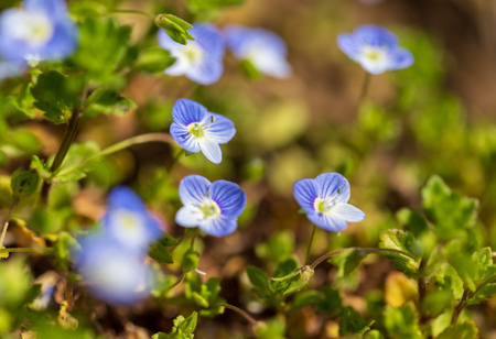 Little blue flowers on the grass in nature .