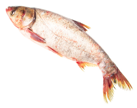 Silver carp fish isolated on white background .