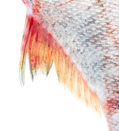 Tail of fish isolated on white background .の写真素材