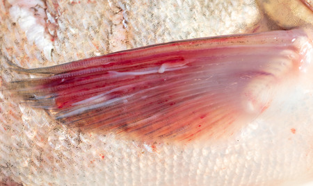 Fin on fish as abstract background .