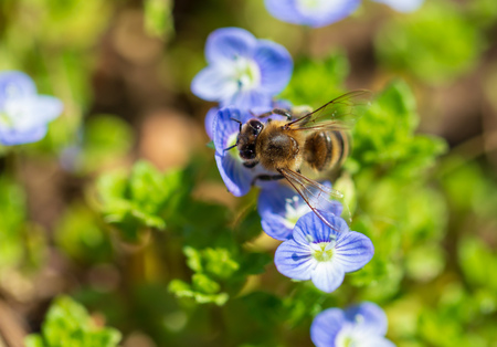 Bee on small blue flowers on the grass .の写真素材