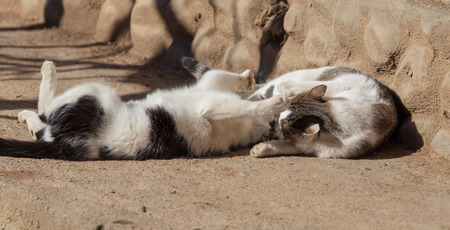 Two cats fighting in nature .の写真素材