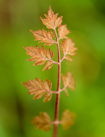 Young red leaves on the branches of a tree in nature .