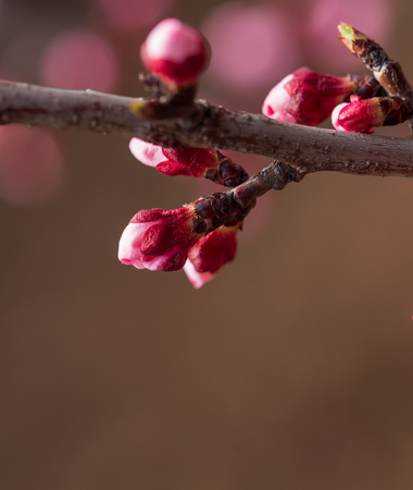 Red flowers on apricot branches in spring .の写真素材